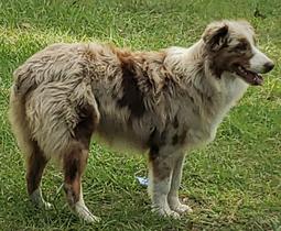 Nature Coast Aussies - Shelby