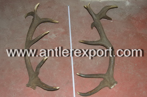 Red Deer Antlers