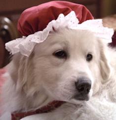 Great Pyrenees puppies ~ Wells' Providence AKC Registered Livestock Guardian Dogs and puppies