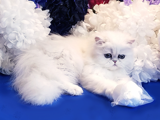 teacup kitten breeders in texas