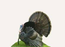 Hunting Turkey Connecticut