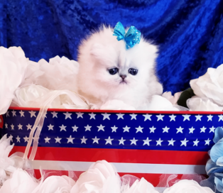 Teacup Persian Kittens For Sale In Texas Cfa Pet Silver Chinchilla Persian Cats Tinypersians Com Dallas Tx
