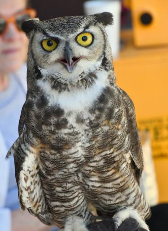 ERIBUS, Great Horned owl