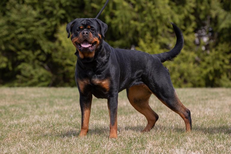 Von Ruelmann Rottweilers inc - German Rottweiler Puppies For Sale ...