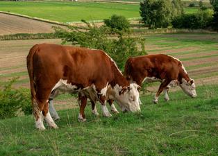 Cattle and livestock deworming