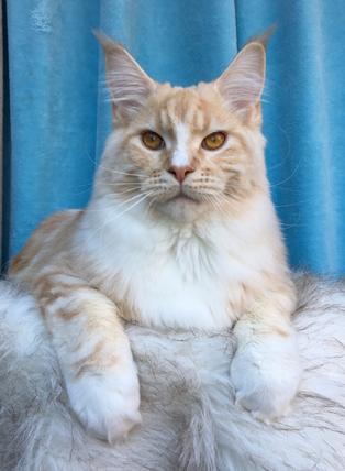 Maine Coon Kittens