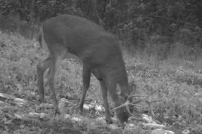 kentucky buck