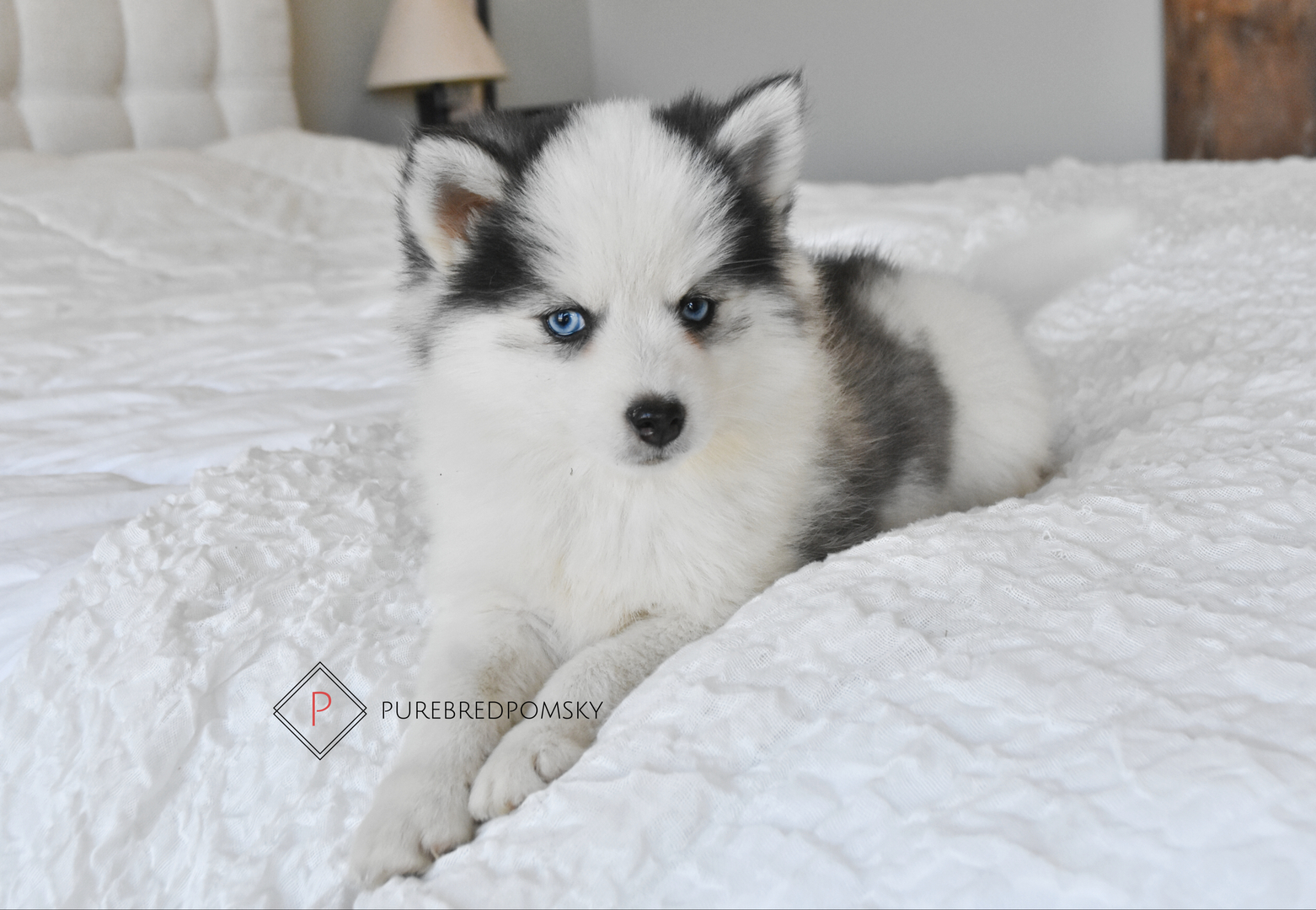 is a pomsky a registered breed