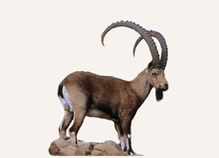 Hunting Ibex Spain