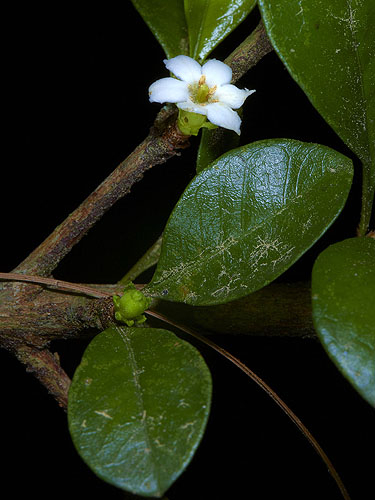 White indigo berries highlight of Florida trip