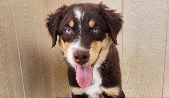 Aussie dog breeder