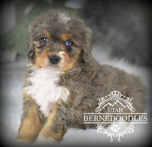 Merle Mini Bernedoodle