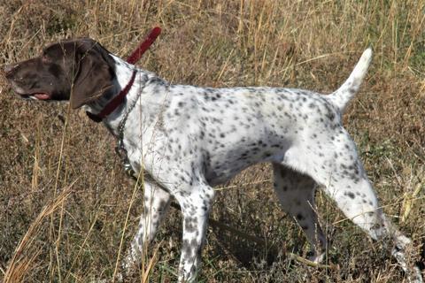 Dogs For Sale- German Shorthaired Pointers for sale by Muddy Creek Kennel.