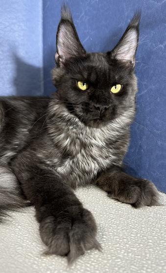 Maine Coon Kittens