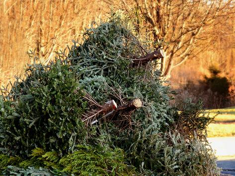 YARD WASTE REMOVAL SERVICES