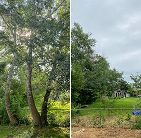Large poplar removal, hamitlon, ontario