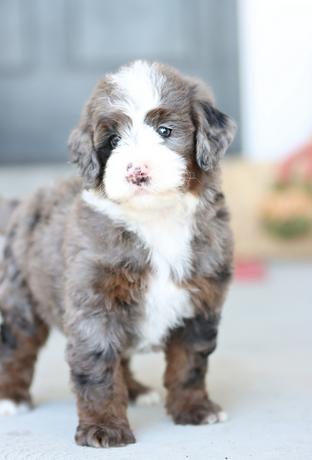 Trained bernedoodle puppies