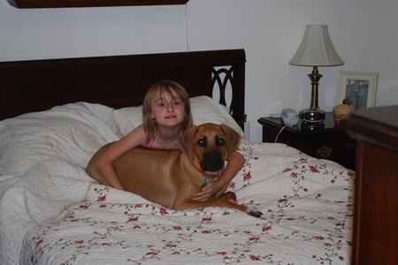 Rhodesian Ridgeback Puppy - Molly