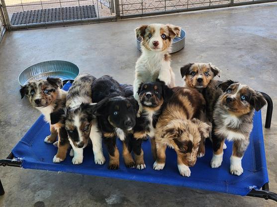 Red merle Australian shepherds