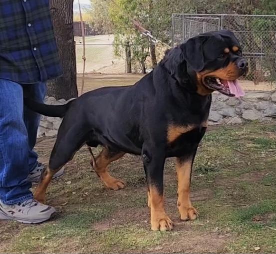 German import best sale rottweilers for sale