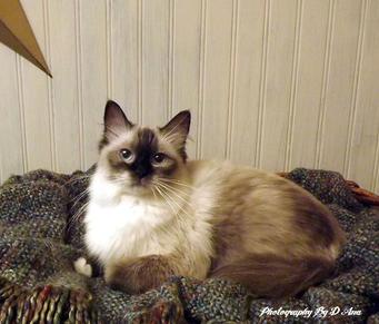 ann baker ragdoll