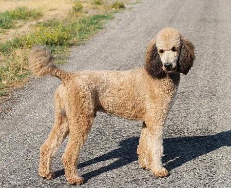 Midas Poodle - Utah Bernedoodles