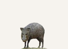 New Mexico Javelina