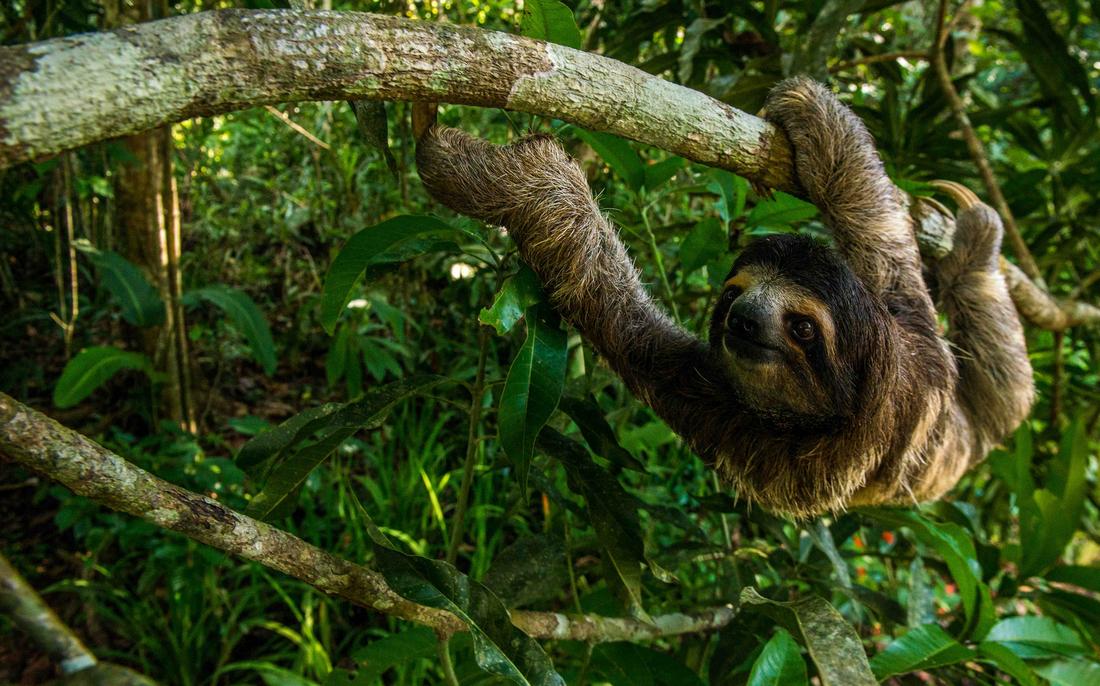 tropical rainforest sloth