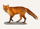 Hunting Fox Bulgaria