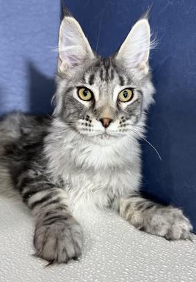 Maine Coon Kittens