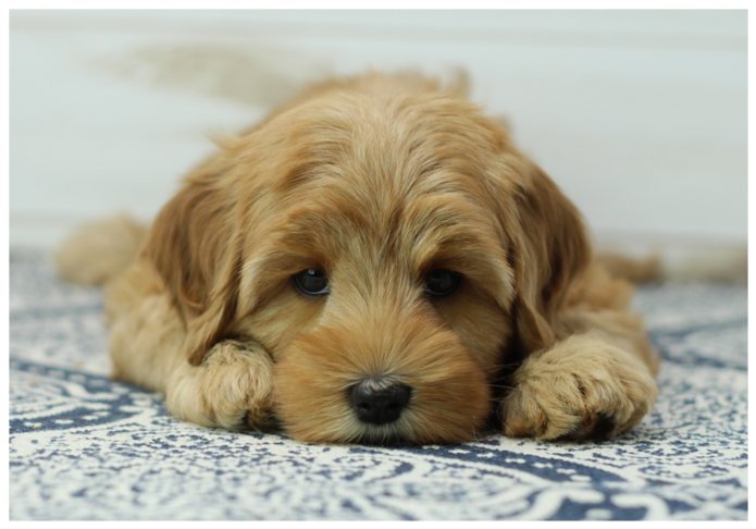 Cherry Lane Labradoodles Australian Labradoodle Puppies Labradoodle Puppies For Sale Australian Labradoodle Puppies For Sale