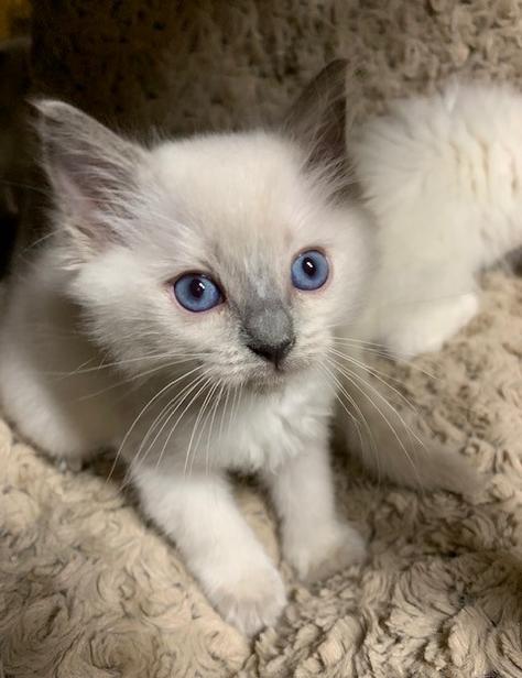 Ragdoll Kittens for sale