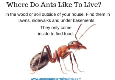 Where do ants like to live?