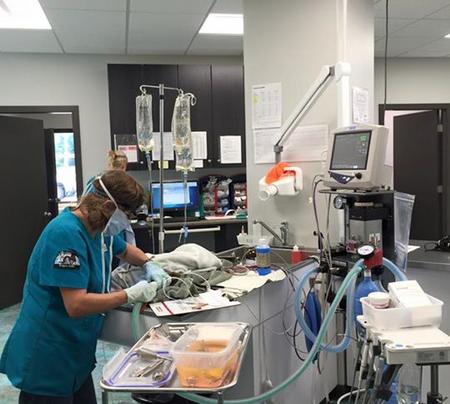 Veterinary Technician working with dental equipment