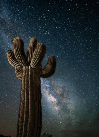 Snowman Recycling Arizona Cactus