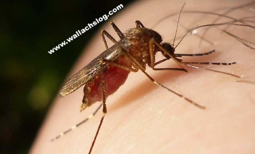 West Nile Virus - Dr. Joel Wallach