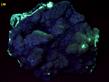 recrystallized fluorescent ZINCITE - Palmerton zinc smelter locality, Lower Towamensing Township, Carbon County, Pennsylvania, USA - for sale