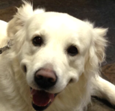 English Cream Golden Retriever