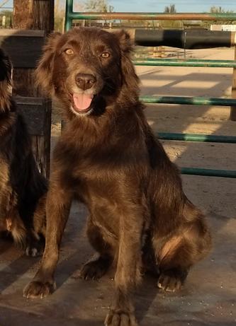 red australian shepherd