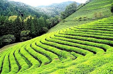 3 Night 4 Days Darjeeling Tour Plan Packages Short Trip Itinerary