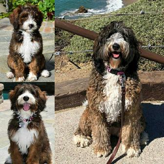 Sable store tricolor bernedoodle