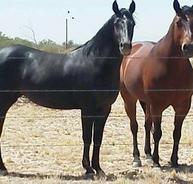 Ranch horses