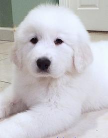 Wells Providence Great Pyrenees