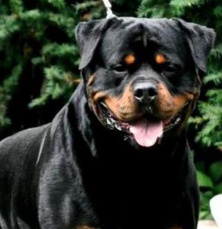 WESTERN FAMILY RANCH GOATS & AKC ROTTWEILERS FOR SALE Middle TN ...