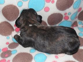 newborn brindle bernedoodle