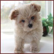 maltipoo puppies