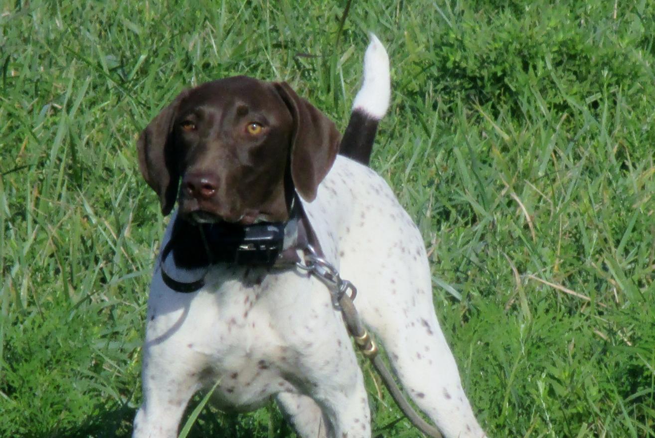 Burr hotsell creek kennels