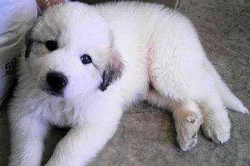 Great Pyrenees puppies ~ Wells' Providence AKC Registered Livestock Guardian Dogs and puppies