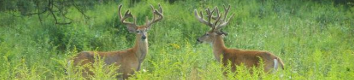 Foremost Trophy Deer Hunting