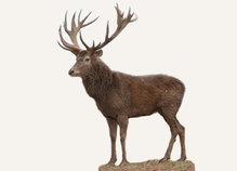Hunting Red Deer Estonia
